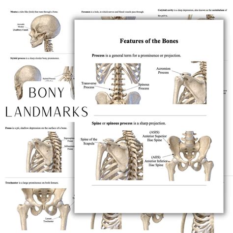 Bony.