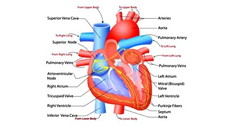 HEART.