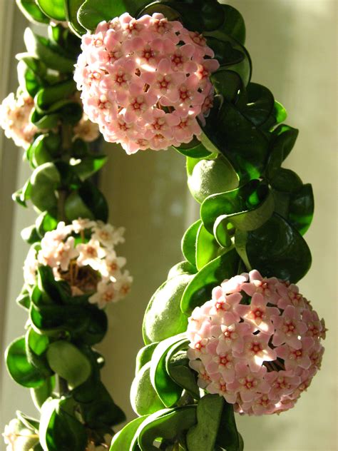 HOYA.