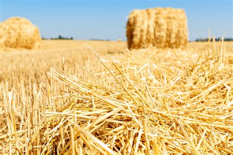 Hay.