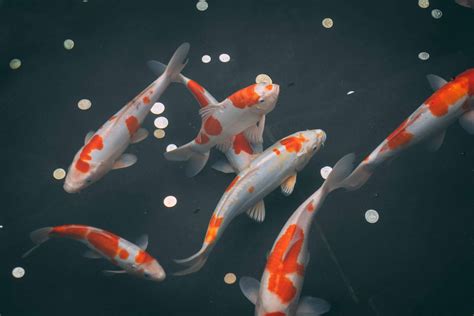 Koi.