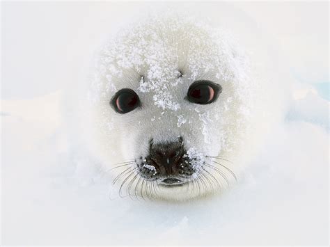 SEAL.