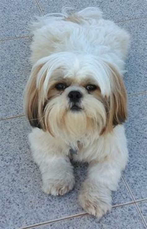 Tzu.
