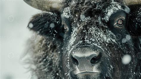 oxens.