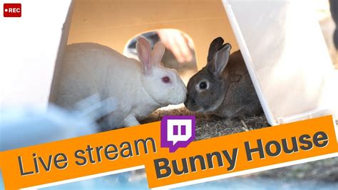 rabbitcams