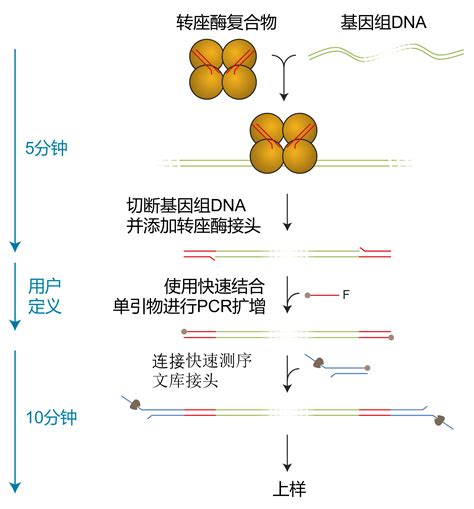 快速条形码测序试剂盒.